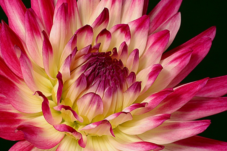 Multi Colored Dahlia Closeup O'Malley P